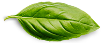 Vaishnavi Herbals — Pure & Herbal Skincare Basil Leaf